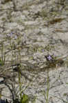 Apalachicola toadflax